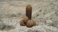 Ferocactus cylindraceus