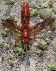 Ichneumonina