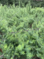 Lespedeza cuneata