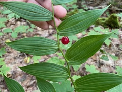 Streptopus lanceolatus