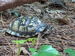 Terrapene carolina