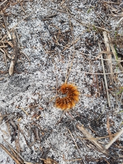 Phyllalia patens