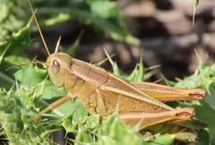 Melanoplus bivittatus