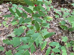 Streptopus lanceolatus