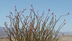 Fouquieria splendens splendens