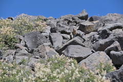 Callospermophilus lateralis