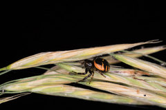 Synema globosum