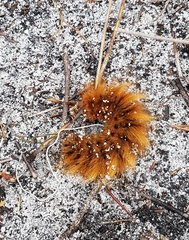 Phyllalia patens