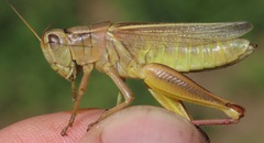 Melanoplus bivittatus