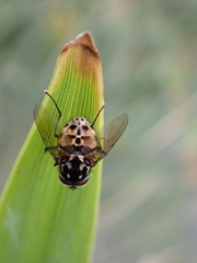 Graphomya maculata