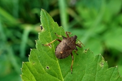 Picromerus bidens