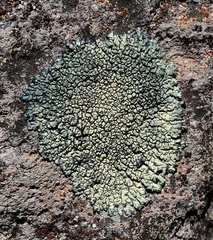 Lecanoromycetes
