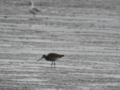 Limosa limosa