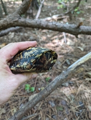 Terrapene carolina