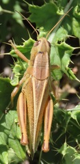 Melanoplus bivittatus