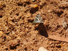 Burnsius orcynoides