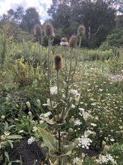 Dipsacus laciniatus