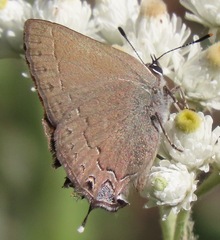 Satyrium saepium
