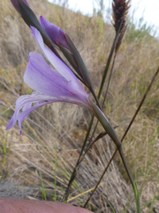 Gladiolus hirsutus