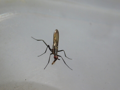 Neriidae