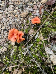 Cantharellus cinnabarinus