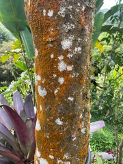 Trentepohlia
