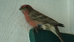 Haemorhous mexicanus