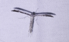 Hellinsia inquinatus