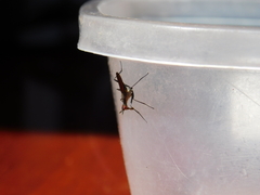 Neriidae