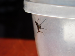 Neriidae