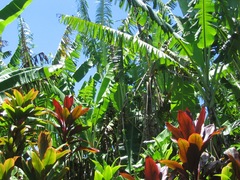 Musa × paradisiaca