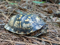 Terrapene carolina