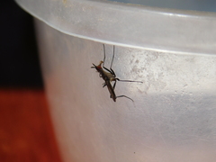 Neriidae
