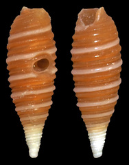 Seila silviae