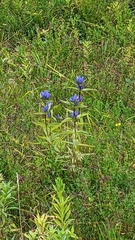 Gentiana