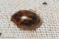 Rhyzobius chrysomeloides