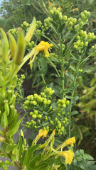 Solidago rigida