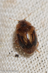 Rhyzobius chrysomeloides