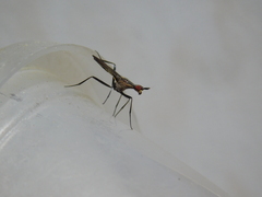 Neriidae