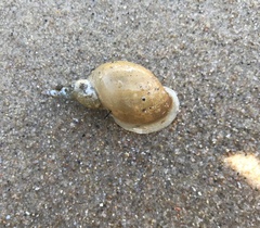 Lymnaeidae