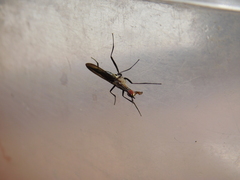 Neriidae