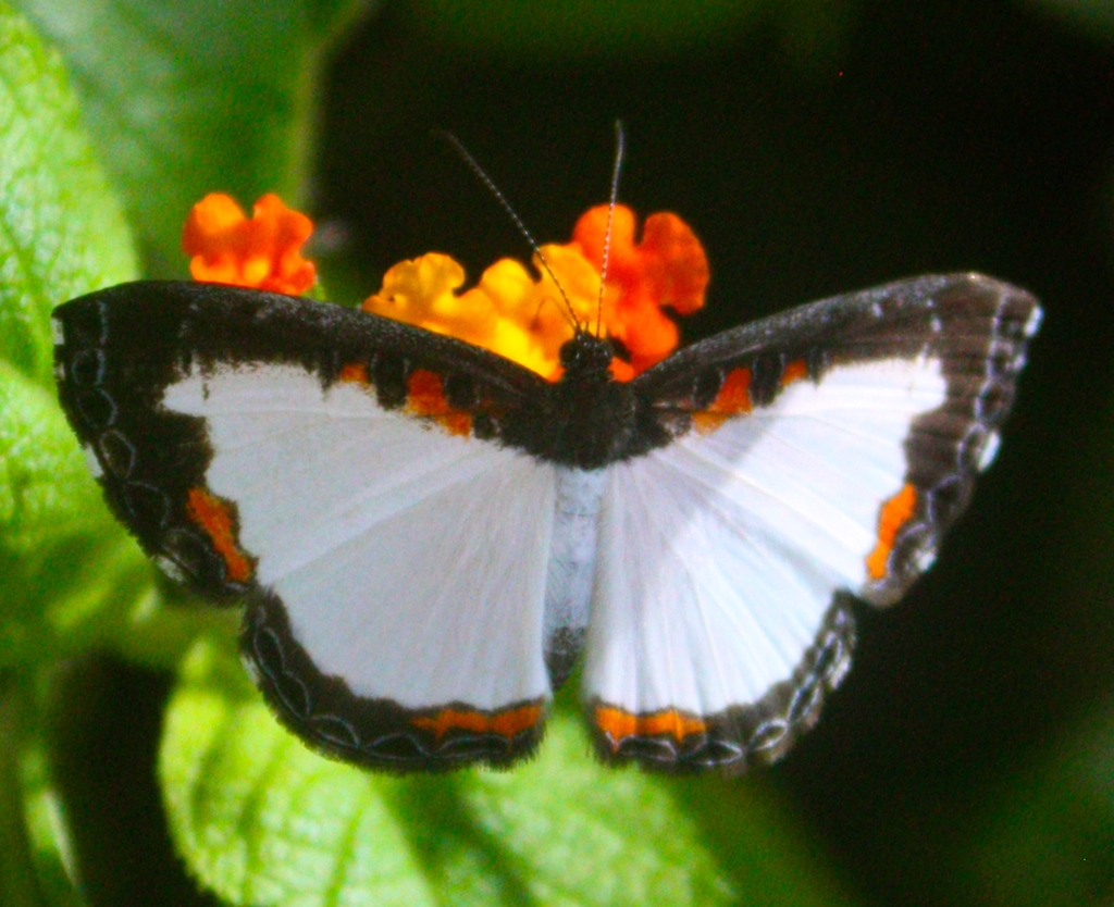 Nymphidium onaeum
