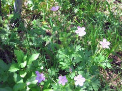 Geranium richardsonii