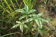 Comarum palustre