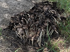 Psathyrella bipellis