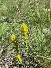 Orthocarpus luteus