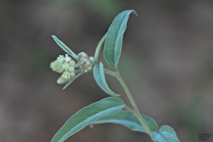 Croton