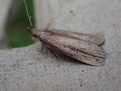 Macrochilo orciferalis