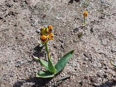 Ornithogalum maculatum