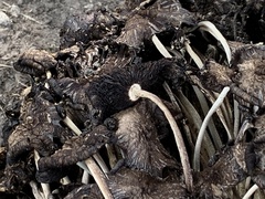 Psathyrella bipellis